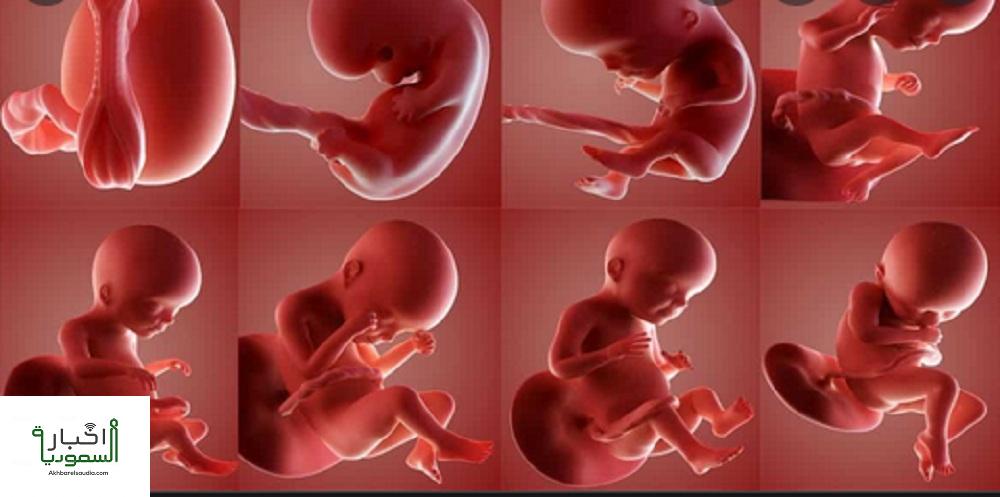 حاسبة الحمل بالهجري وموعد الولادة