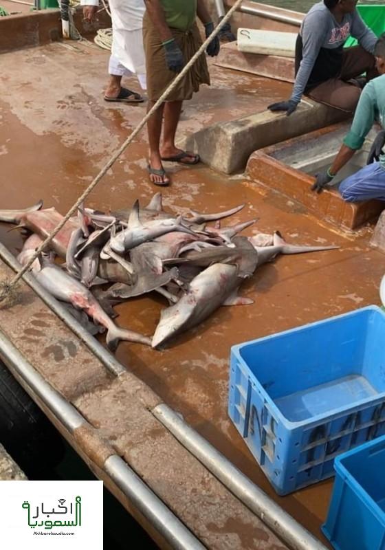 وزارة البيئة: مصادرة 1000 كيلو من السماك منها 38 سمكة قرش